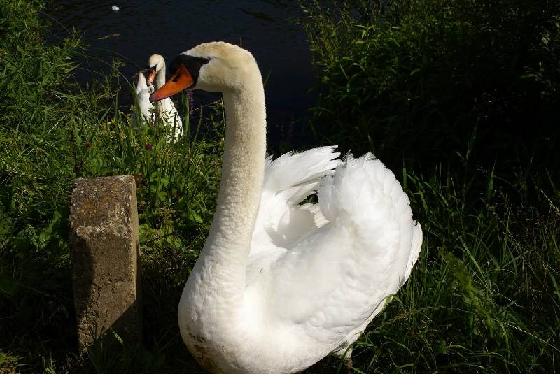 Schwaene auf der Sauer Bild Nr.022